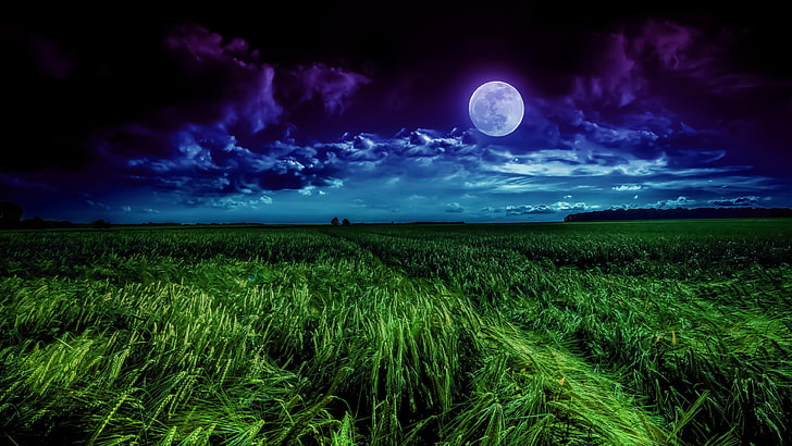 wheat, summer night, darkness, moon, moonlight, landscape, horizon, HD wallpaper