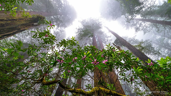 Del Norte Coast Redwoods State Park, California, Nature, HD wallpaper