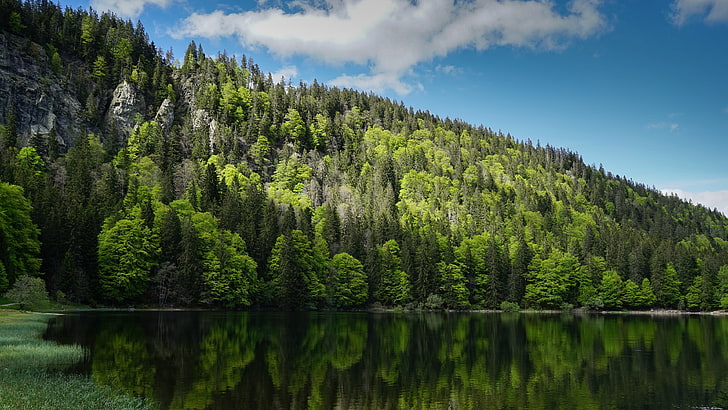 forest, hillside, wilderness, reflection, green nature, mountain lake, HD wallpaper