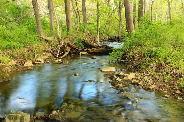 calm river surrounded by trees and grasses at daytime, Streamside