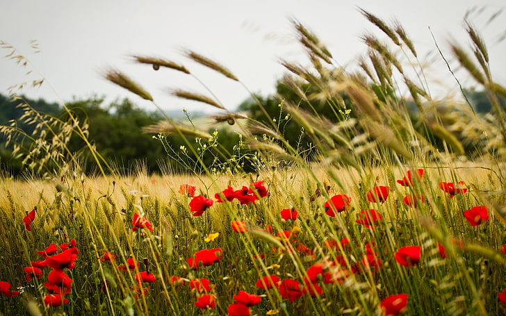 red poppy flowers, wheat, field, background, widescreen, Wallpaper