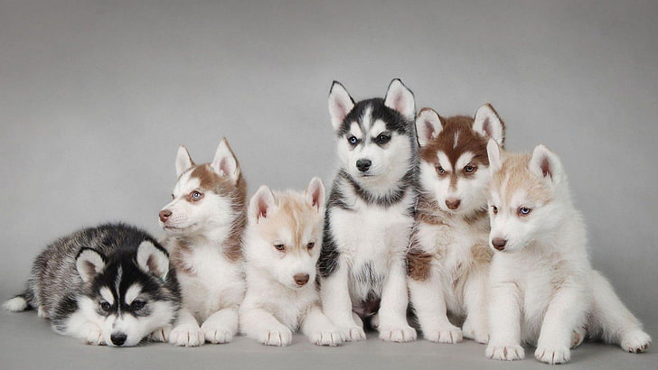husky, cute, puppies, puppy, HD wallpaper