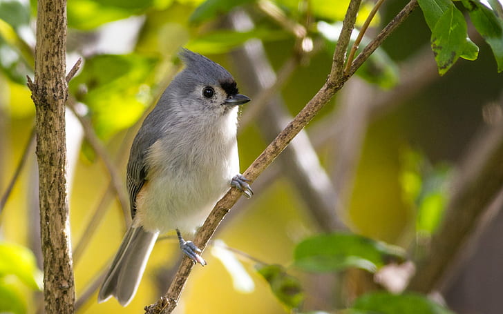 white and blue bird on tree branch, tufted titmouse, tufted titmouse