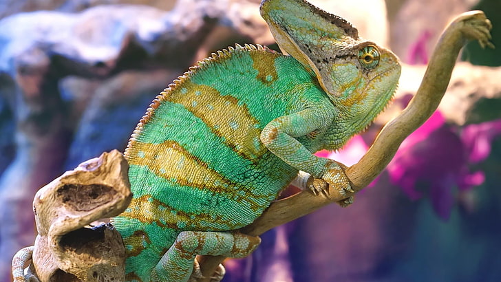 animals, chameleons, colorful, animal themes, vertebrate, one animal, HD wallpaper