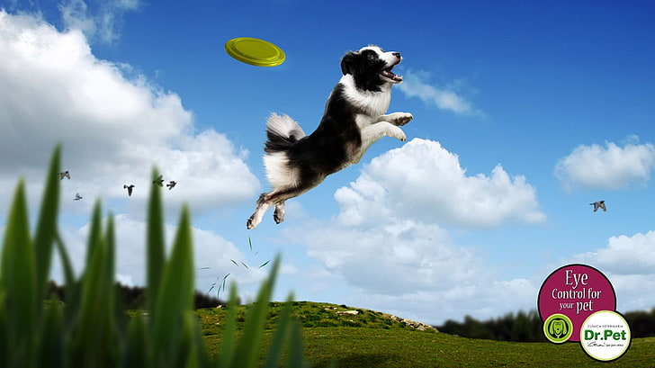 long-coated white and black dog, artwork, commercial, sky, sign, HD wallpaper