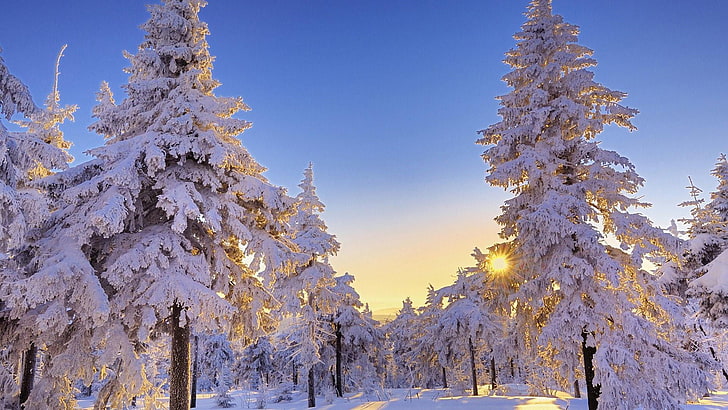 pine forest, snowy, sunshine, sunlight, larch, fir, conifer