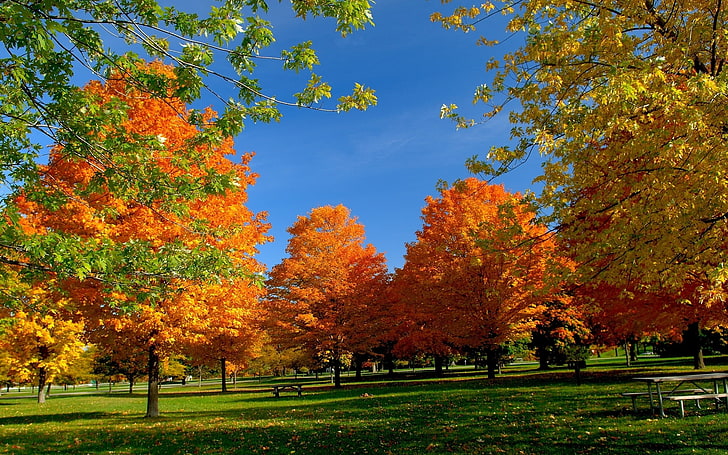 orange leafed trees, park, autumn, grass, leaves, nature, yellow, HD wallpaper