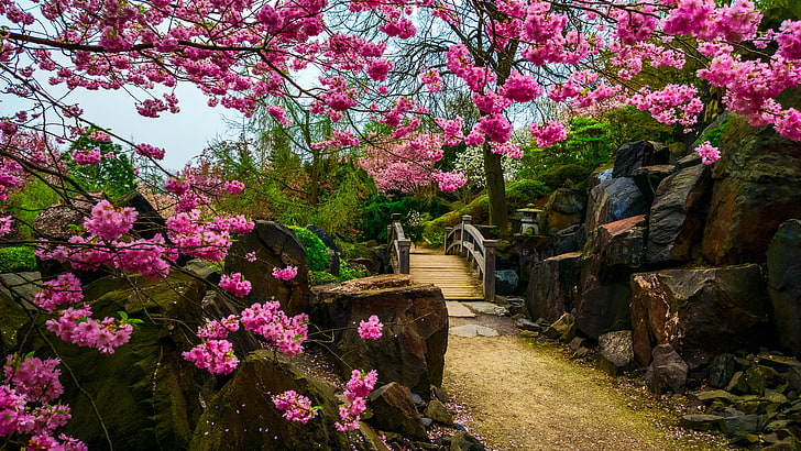 pink Sakura blossoms, flowers, stones, tree, the bridge, Japanese garden
