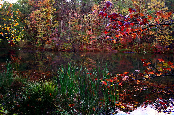 fall backgrounds for desktop hd backgrounds, water, plant, autumn, HD wallpaper