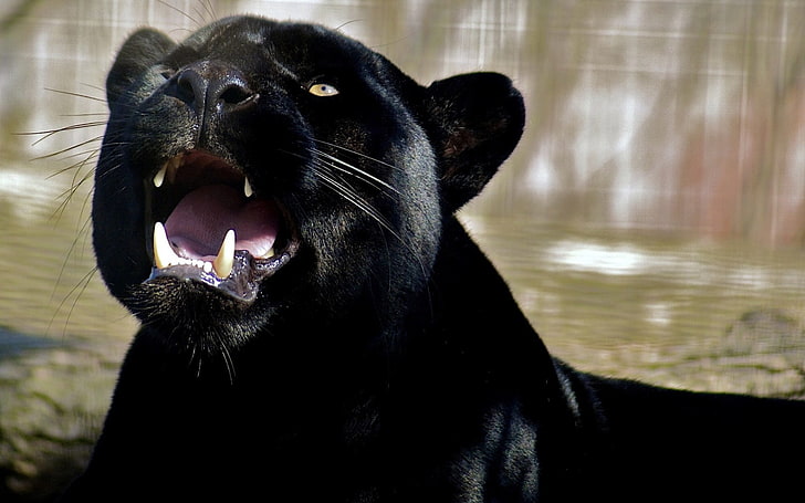 HD wallpaper: black panther, face, teeth, anger, aggression, animal, mammal  | Wallpaper Flare