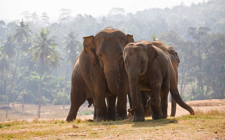 three gray elephants, nature, animals, animal themes, mammal