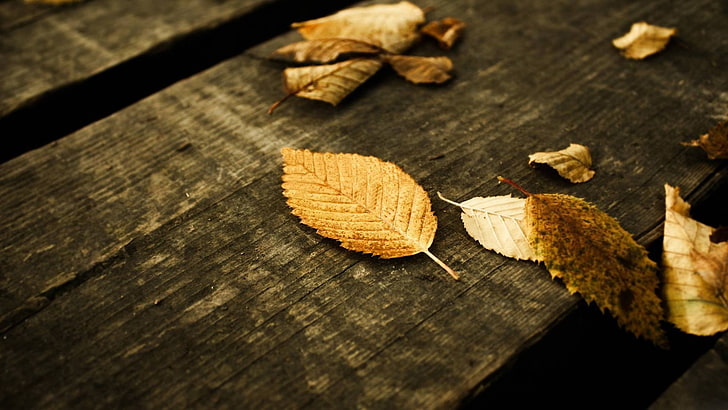 dried leaf, fall, leaves, wooden surface, wood - material, dry