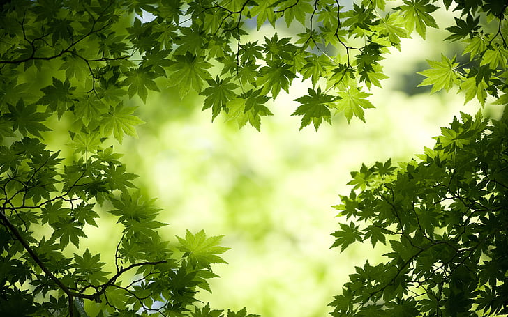 Green Maple Leaves, green leaf plant, HD wallpaper