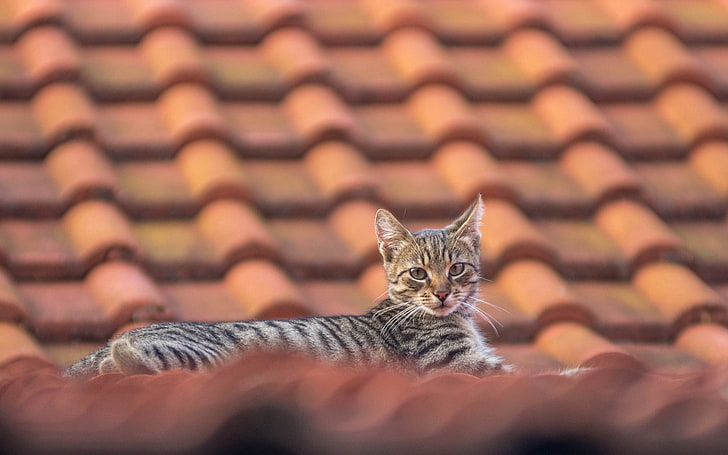 rooftops, cat, animals, domestic cat, pets, feline, domestic animals, HD wallpaper