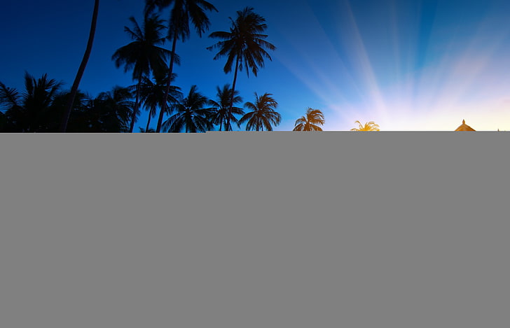green coconut tree, sunrise, thailand, paradise, trees, sea water