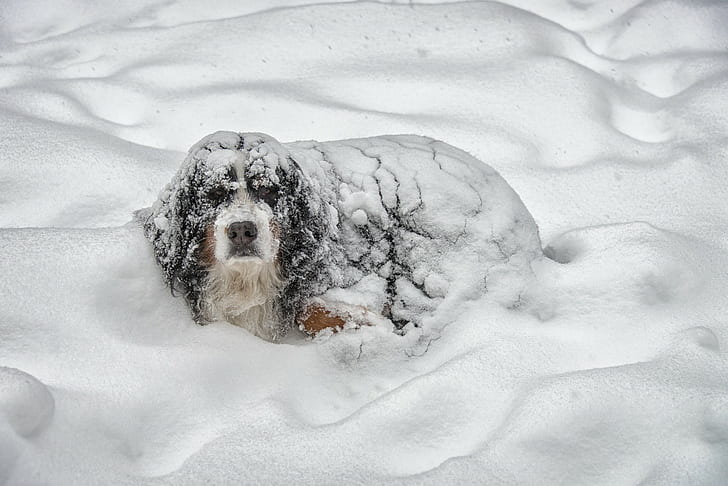 dog, winter, animals, humor, snow, pet, HD wallpaper