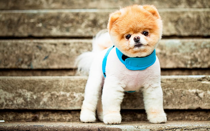 Pomeranian Puppy, funny, pomeranian dog, HD wallpaper