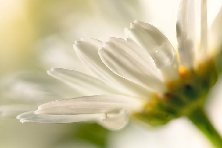 close-up photo of white Daisy flower, daisy, flower  flower, flowers, HD wallpaper