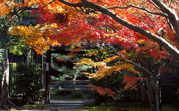 orange leafed tree, maple trees beside gate, Japan, Kyoto, leaves, HD wallpaper