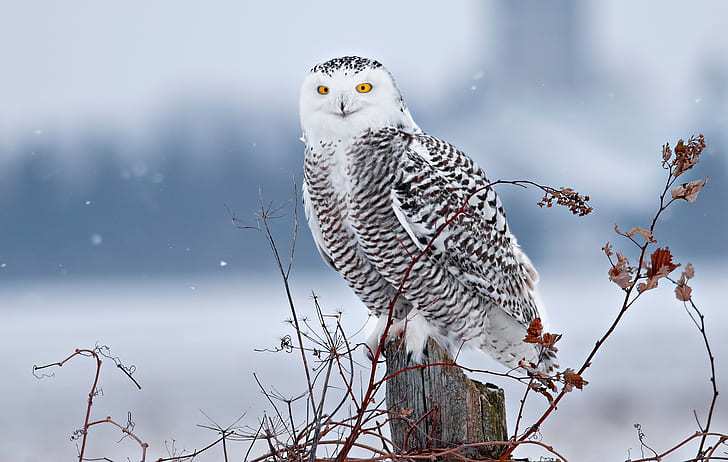 Birds, Snowy Owl, Wildlife, HD wallpaper