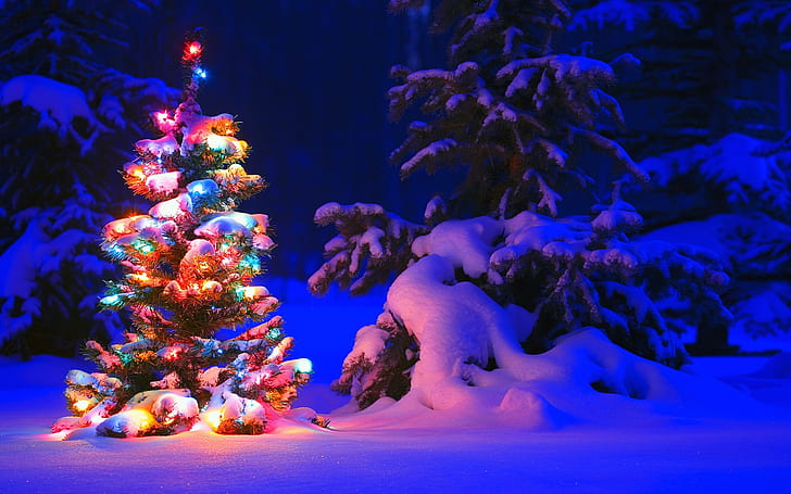 Snow and lights on tree in the forest, Christmas