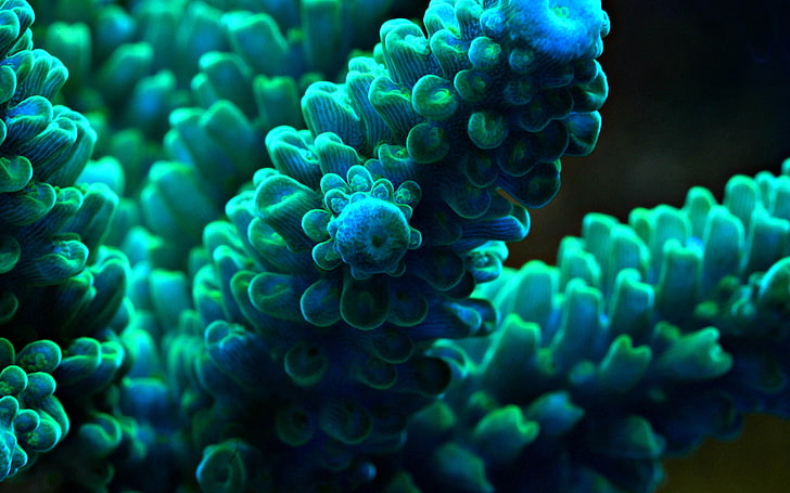green sea weed, sea anemones, underwater, macro, turquoise, blue