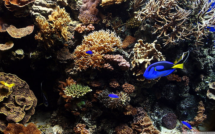 tropical fish, animals, coral, underwater, animal wildlife, HD wallpaper