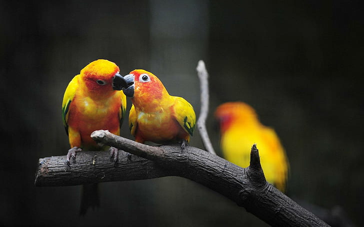 Loving Parrots, birds, yellow, animals, love, HD wallpaper
