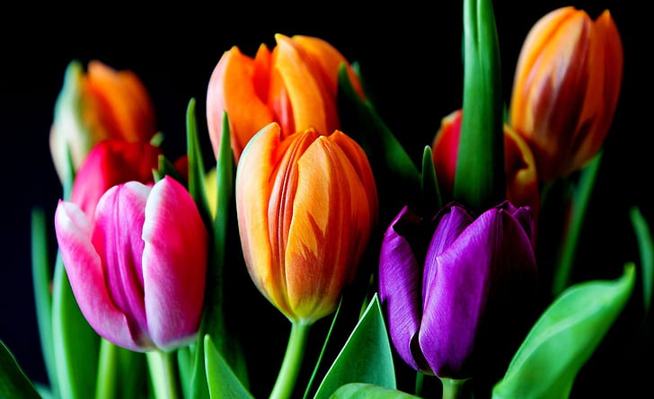 colorful, flowers, tulips