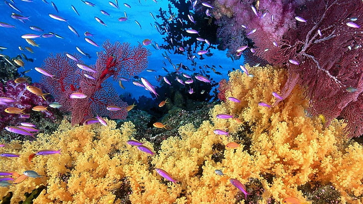 coral reef, marine biology, ocean, coral reef fish, stony coral, HD wallpaper