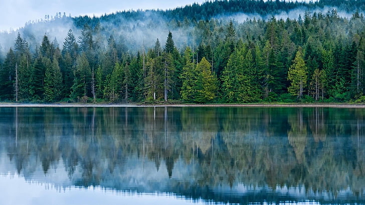 reflected, lake, misty, forest, fog, pines, beauty in nature, HD wallpaper