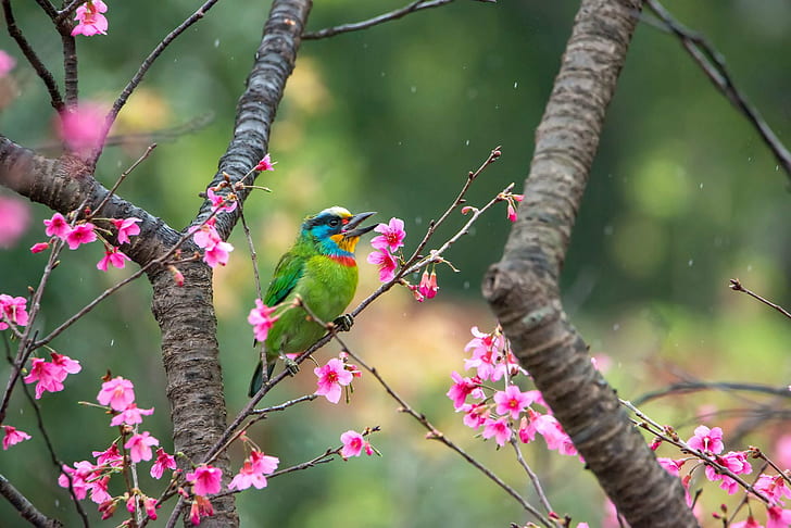 bird perched over pink petaled flowers, nature, wildlife, animal
