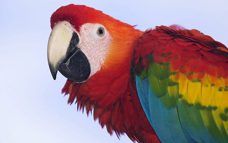 Profile of a Scarlet Macaw, scarlet macaw, animals and birds, HD wallpaper