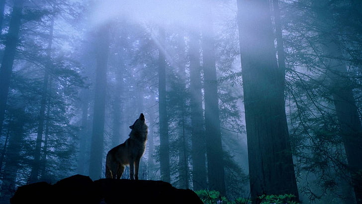 HD wallpaper: wolf, twilight, forest, darkness | Wallpaper Flare