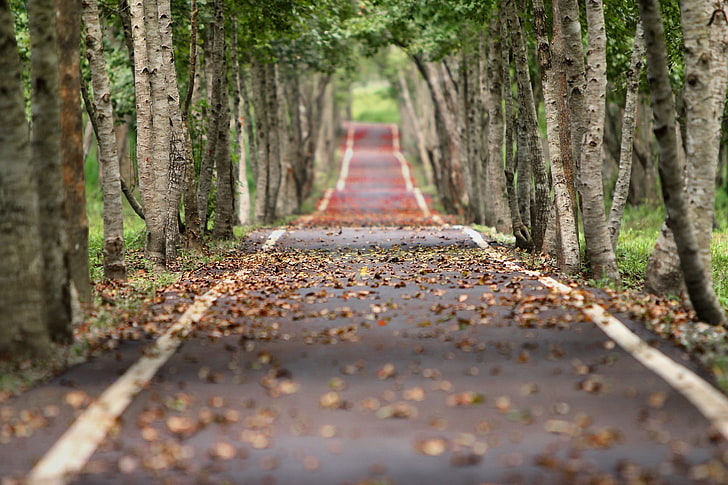Fall, leaves, nature, road, Tilt Shift, Trees