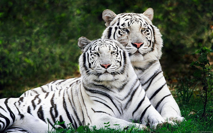 white and black tiger plush toy, animals, white tigers, nature