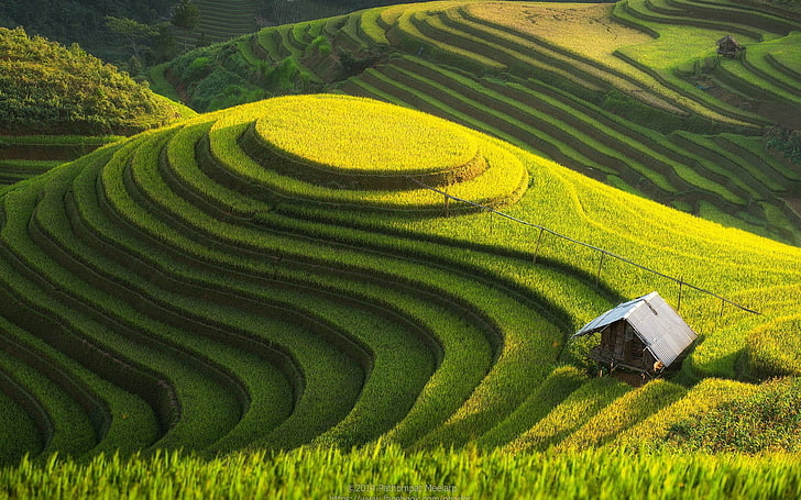 nature, Rice field, terraced field, hut, landscape, agriculture, HD wallpaper