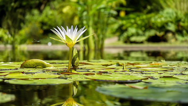 water, reflection, flora, flower, leaf, plant, pond, water lily, HD wallpaper