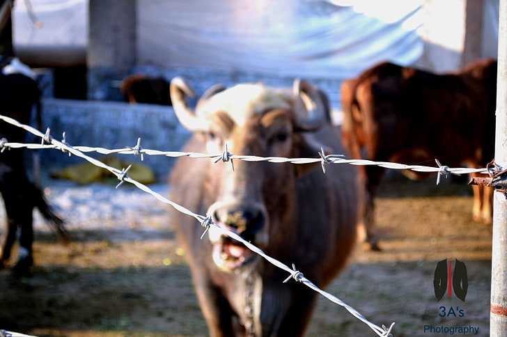 cow, photography, barbed wire, animals, mammals, domestic animals