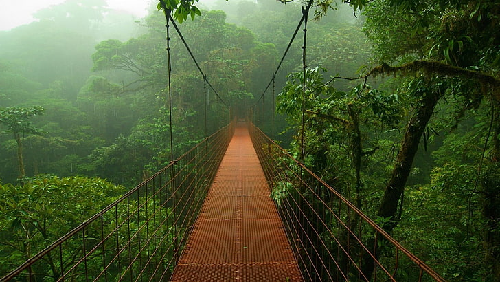 Bridges, Forest, Jungle, Rainforest, HD wallpaper