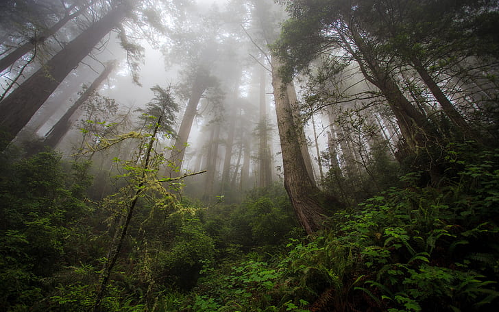 Northern California, Redwood heaven, trees, fog, HD wallpaper
