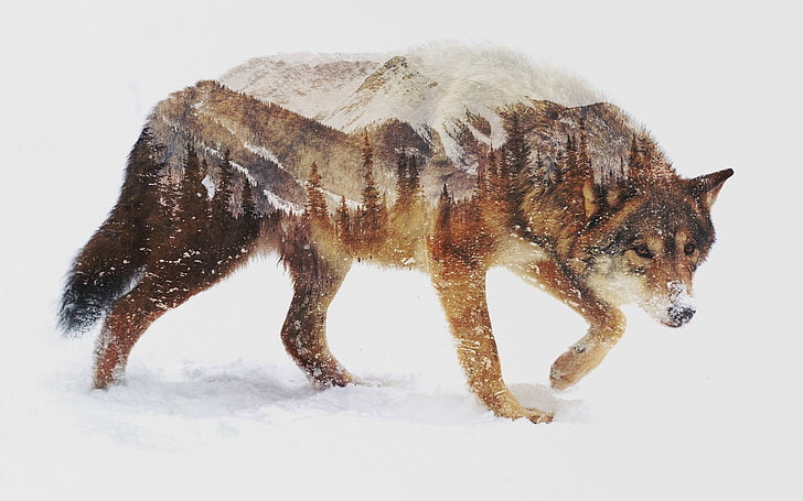 brown wolf, animals, nature, landscape, photo manipulation, double exposure, HD wallpaper