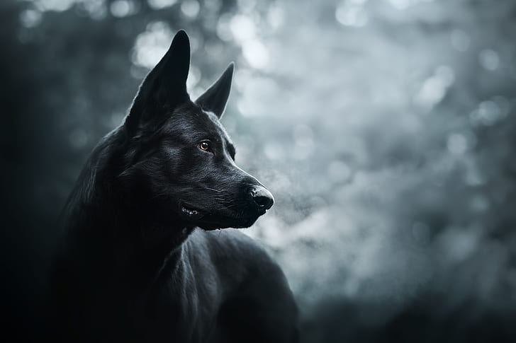 HD wallpaper: dark, dog, animals | Wallpaper Flare