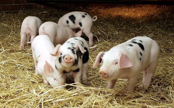 six beige-and-black piglets, pigs, hay, small, babies, animal, HD wallpaper
