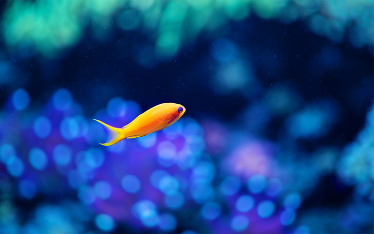 A yellow fish in the water, the fuzzy blue background