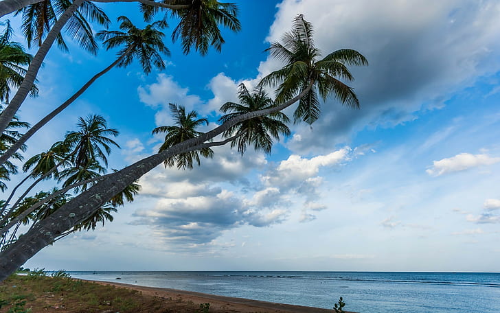 Nature, Landscape, Palm Trees, Beach, Tropical, Sea, Sri Lanka, Sunrise, Water, HD wallpaper