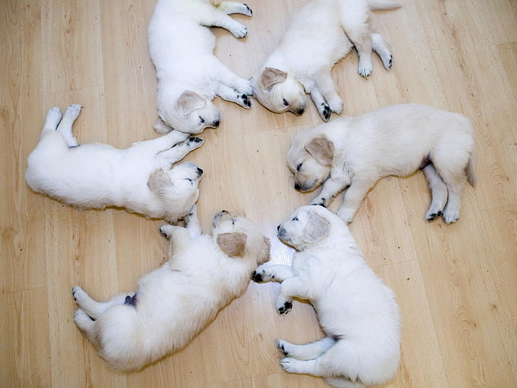 HD wallpaper: animals, funny, puppies, Sleeping, group of animals, mammal |  Wallpaper Flare