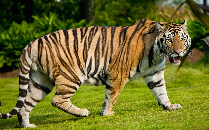 Widescreen Tiger, tiger animal, HD wallpaper