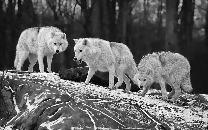 three wolves, wolf, animals, monochrome, animal themes, group of animals