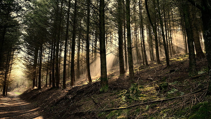 forest, road, landscape, nature, pine trees, sun rays, wood, HD wallpaper